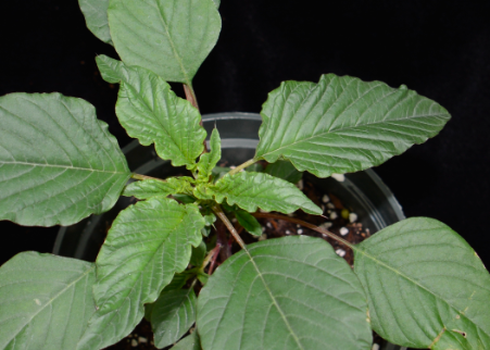<p>Palmer amaranth (Amaranthaceae)&nbsp;</p>