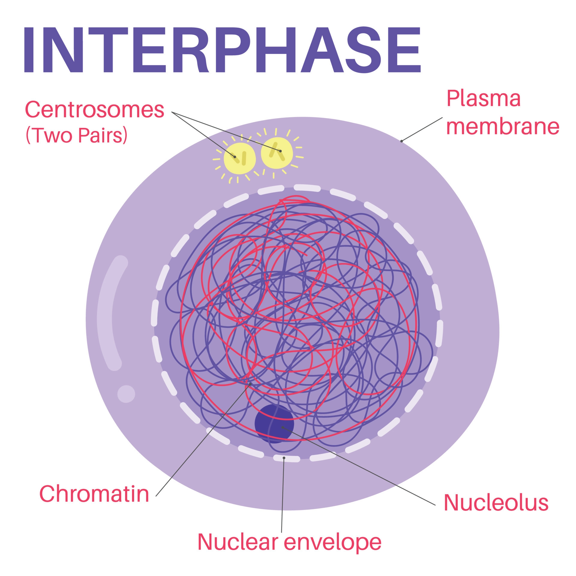 DNA is replicated during ‘S phase’ producing sister chromatids