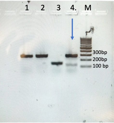 <p><span>As you learned in the fast plant genotyping lab, the wild type should give a band for 280 bp and if there is a mutation, it should give a band of 150bp. Based on the figure below what is the genotype of the seedling in lane # 4 with the arrow that has two bands?</span></p>