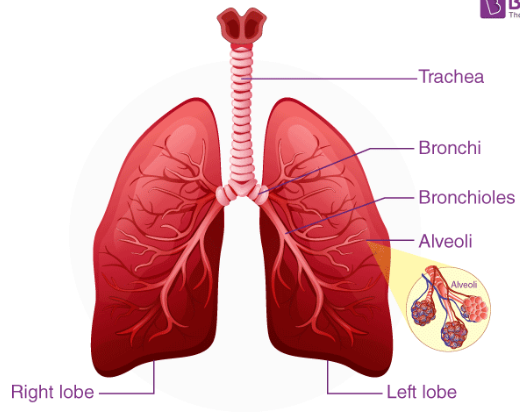 <p>The branching bronchioles connect the bronchi to many alveoli. </p><p>The alveoli provides a very large surface area for gas exchange. </p><p>Surfactant (a fatty substance secreted by alveoli) prevents the walls of the alveoli from sticking to each other and provides a moist surface for gas exchange. </p><p>Alveoli are surrounded by an extensive capillary bed, which maintains high Oxygen and Carbon dioxide concentrations between the blood and alveoli (which allows for faster diffusion). </p><p>The capillaries provide a continuous supply of blood with low Oxygen concentration and high Carbon dioxide concentrations to the alveoli. </p>