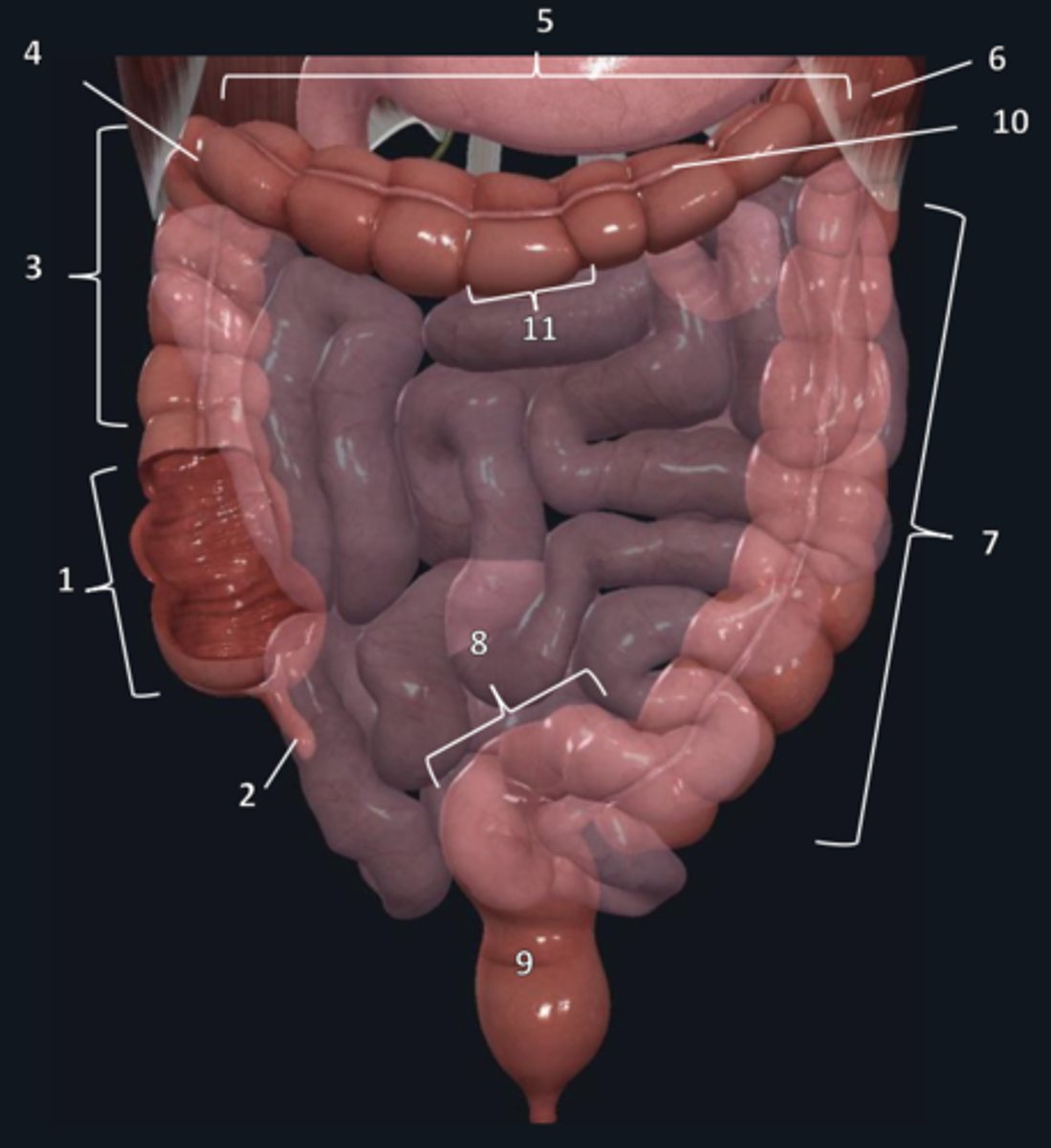<p>7</p>