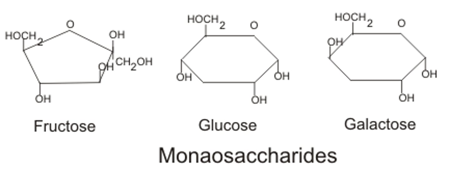 <p>Fructose is five-sided, glucose has an —OH group on the bottom left, galactose has an —OH group on the top right instead</p>