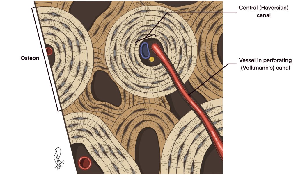 <p>tiny chanels each osteocyte is connected back to </p>