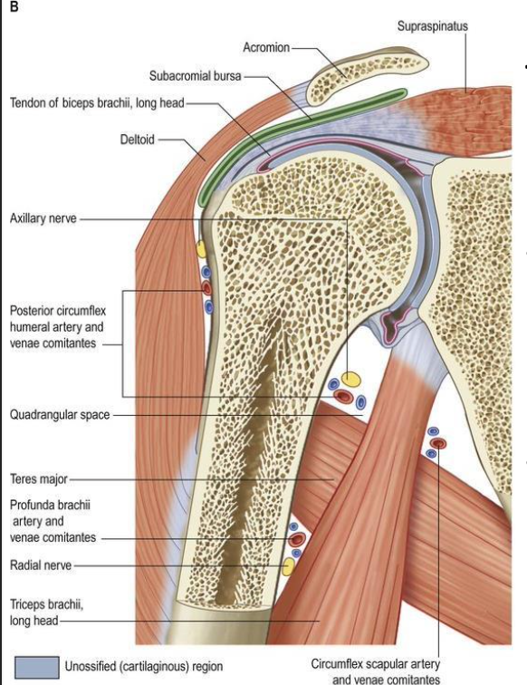 <p>Boundaries:</p><p>- superior border: teres minor</p><p>- inferior border: teres major</p><p>- lateral border: humerus</p><p>- medial border: long head triceps brachii</p><p>Contents:</p><p>- axillary nerve</p><p>- posterior circumflex humeral artery and vena comitantes</p>