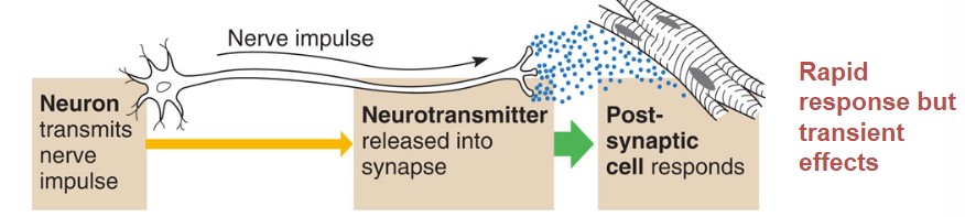 <ul><li><p>Neuron transmits nerve down the axon to the neurotransmitter</p></li><li><p>neurotransmitter releases the impulse into the synapse</p></li><li><p>the post-synaptic cell responds to that nerve impulse</p><ul><li><p><strong>rapid response but transient effects</strong></p></li></ul></li></ul>