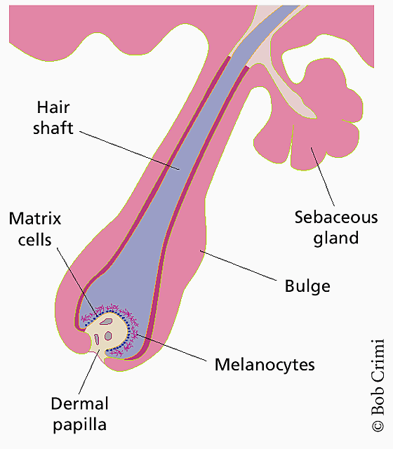 <p>Located at the base of the hair bulb, it is an indentation which is the layer of dermal tissue that attaches itself to the epidermis with protrusions called papillae. These papillae contain the blood supply needed for providing nutrients for growth as well as hormones that stimulate hair growth.</p>