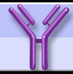 <p>-<strong><u>u</u></strong>mab</p>