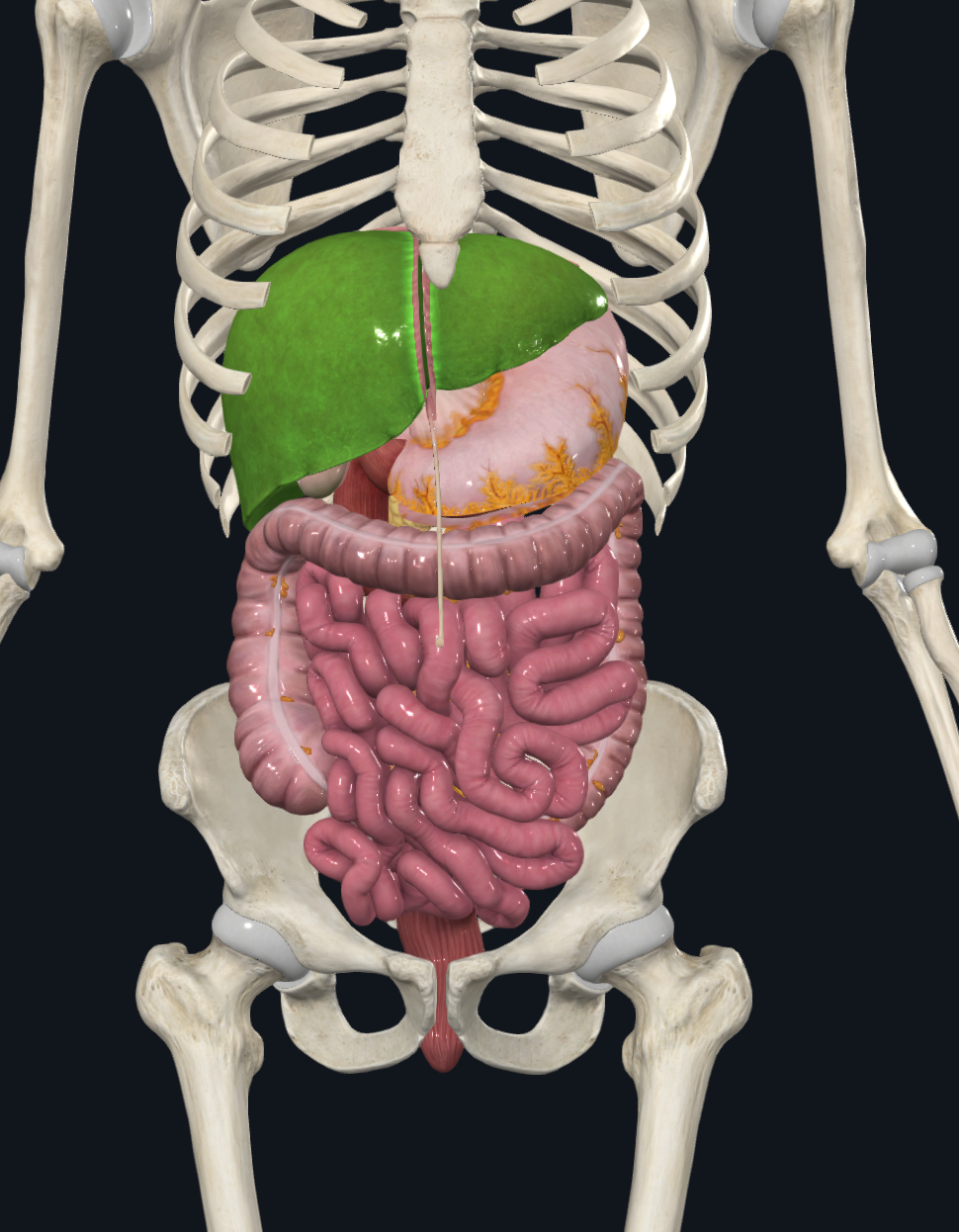knowt flashcard image