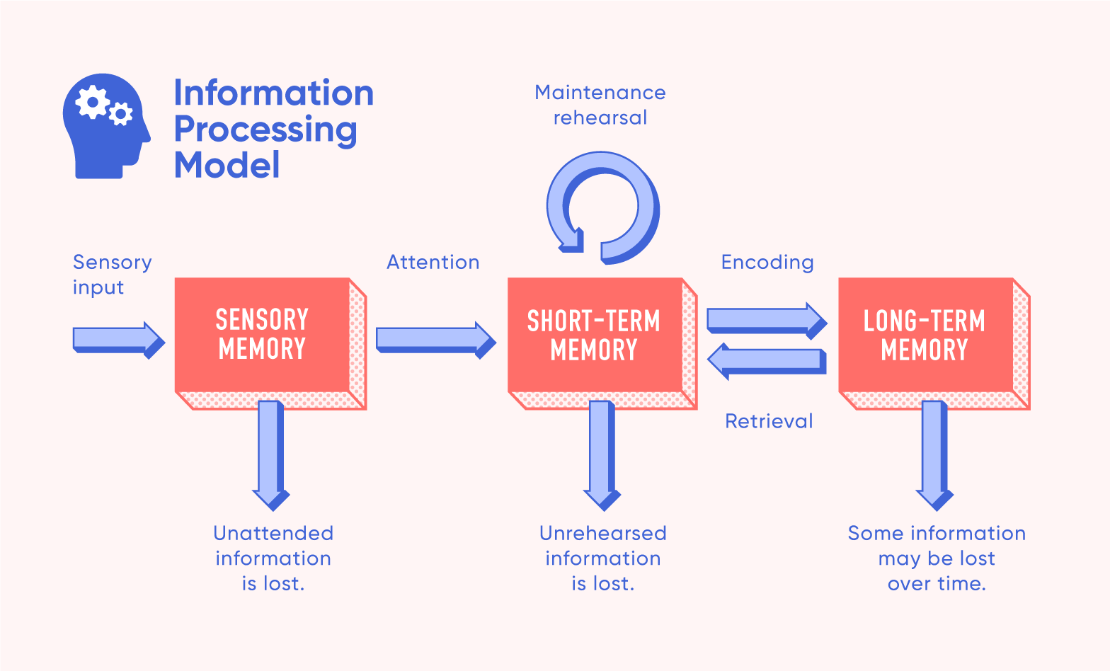 <p>A cognitive framework comparing the human mind to a computer, explaining how we acquire, process, store, and retrieve information through stages like sensory, short-term (working), and long-term memory.</p>