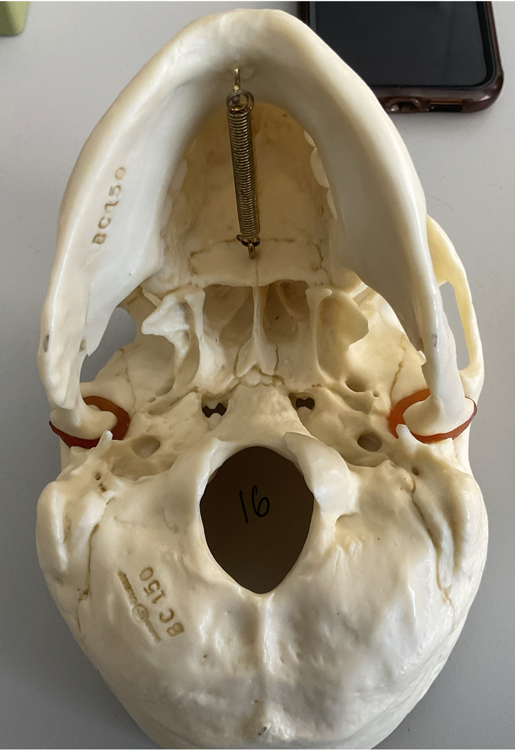 <p>16</p>