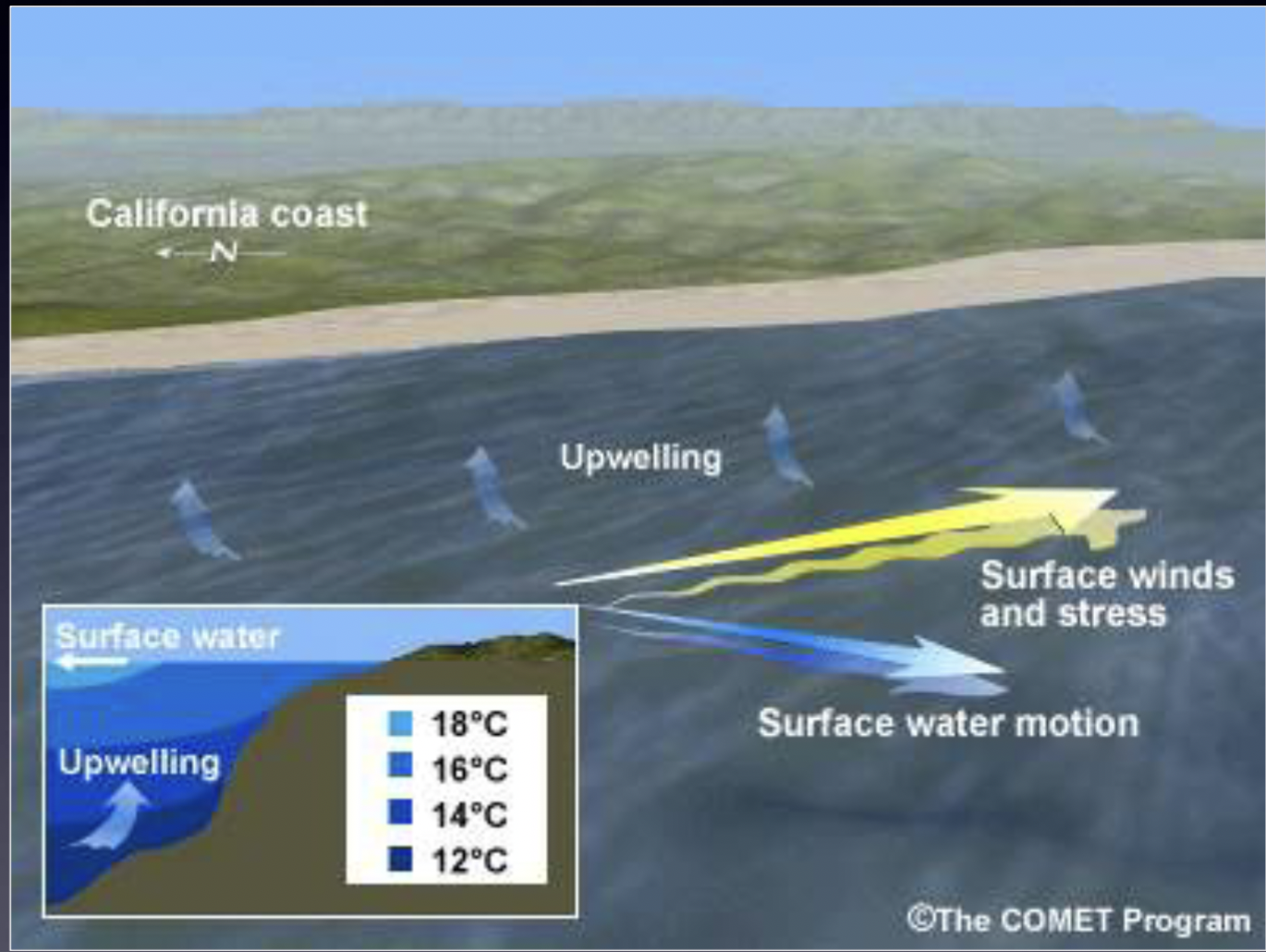 <ul><li><p>Ekman transport moves water to the RIGHT of wind direction</p></li><li><p>Wind moves parallel to shore so movement occurs away from shore</p></li><li><p>Deeper water moves up (upwelling) to replace the ‘missing’ surface water</p></li></ul>