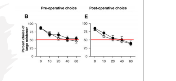 <p><strong>Cardinal et al. (2001)</strong></p><p></p><p>anterior cingulate lesions what does data show</p>