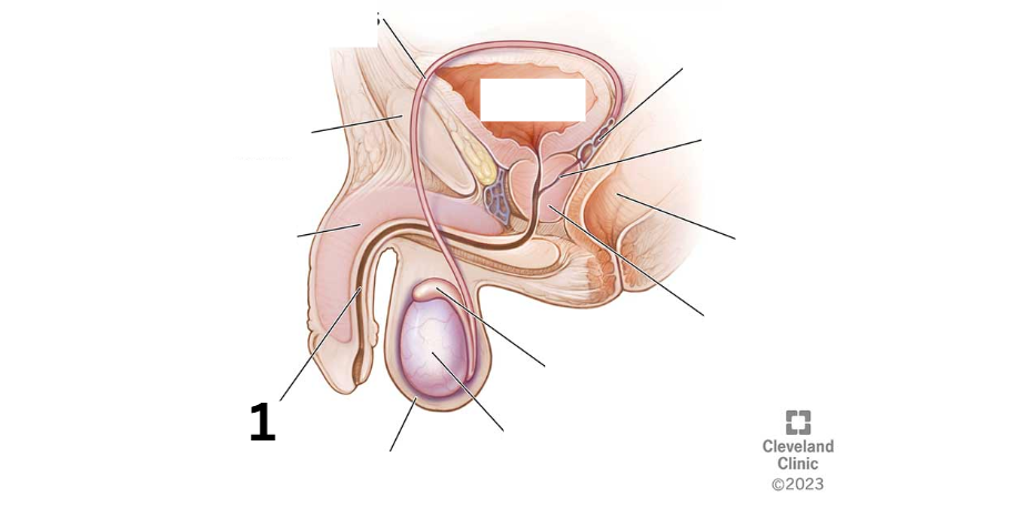 <p>Identity this male reproductive system (marked with 1)</p>