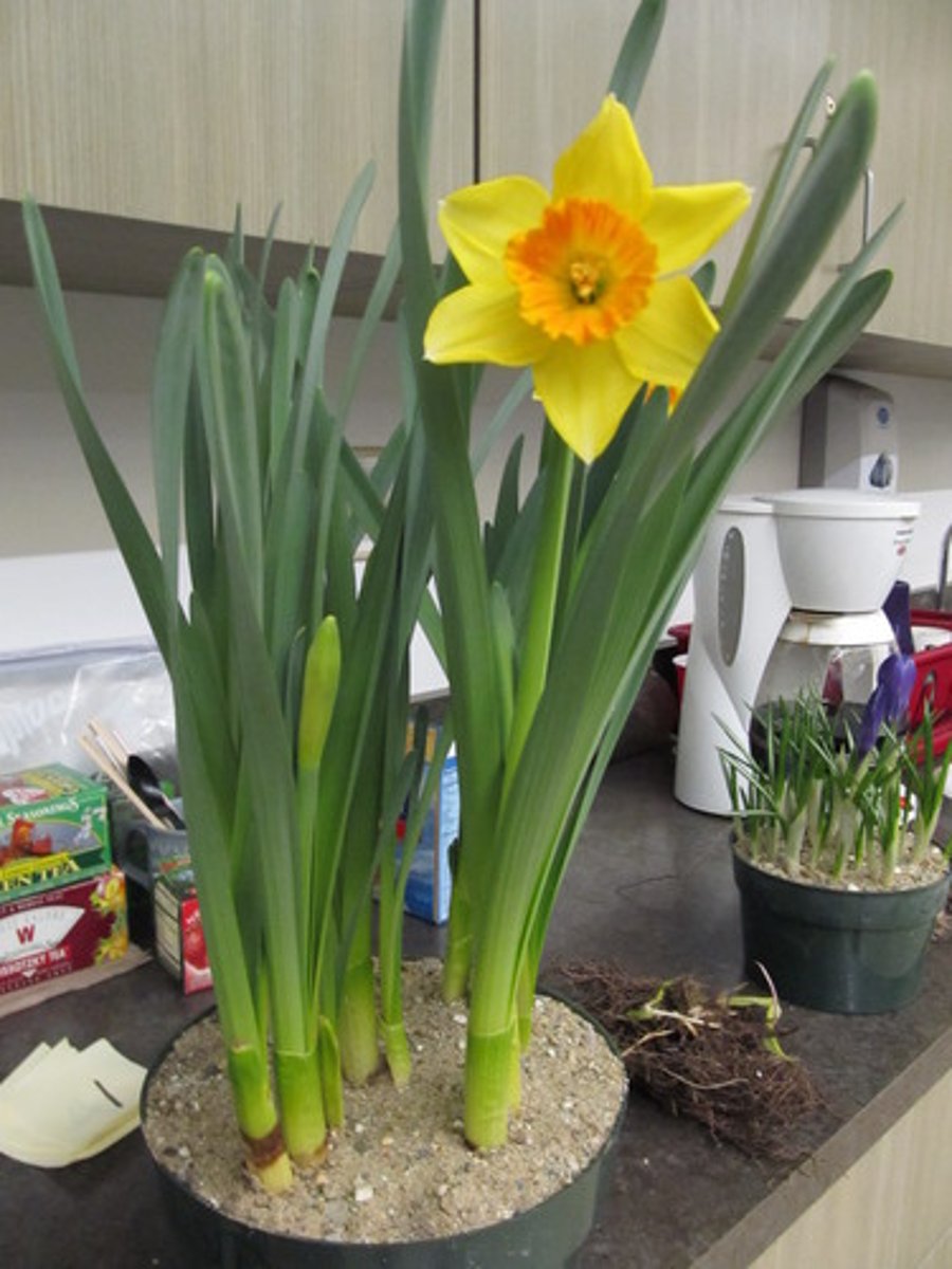 <p>Flower resembles "tea cup & saucer"</p><p>Are usually yellow, white, or a mixer of the 2 colors</p><p>Leaf is flat with a very round end</p><p>Bulb is tear dropped shape</p>