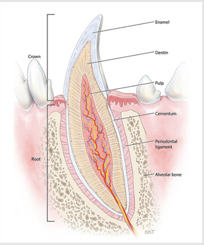 <p>soft tissue with nerves, vessels, lymphatics -its contained in the pulp cavity</p>