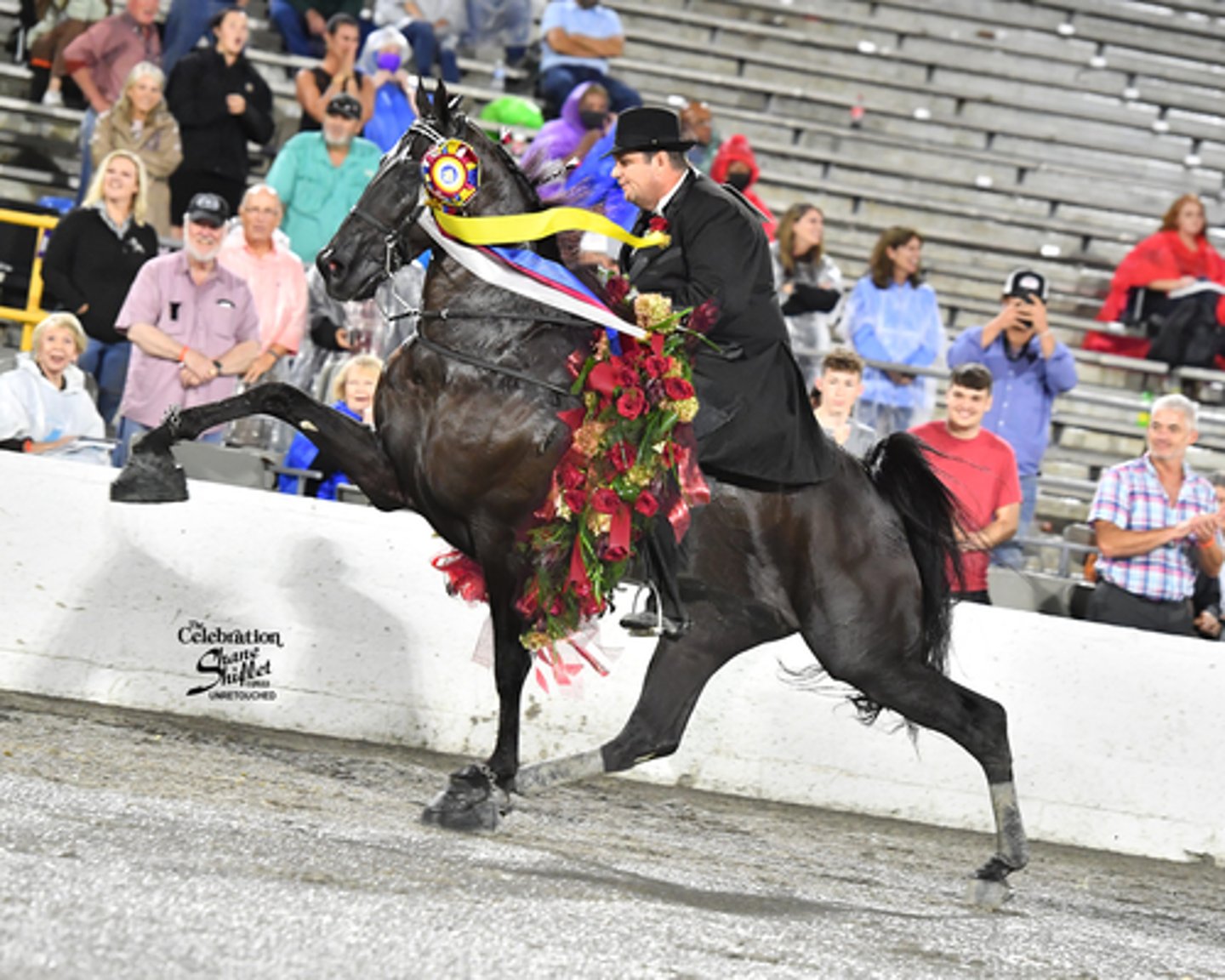 <p>A gaited horse with a big lick for showing but also a comfortable running walk for trail riding</p>