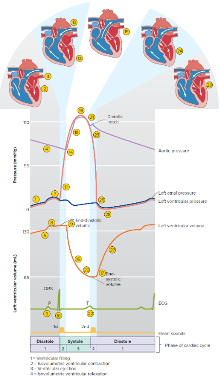 <ul><li><p>Blood volume pumped by each ventricle in one minute (LV = RV)</p></li><li><p>Volemia in an average 70kg adult is =7% of body weight =5 liters </p></li><li><p>Stroke volume (SV): 70 - 80ml per heartbeat</p></li><li><p>Heart rate (HR): 75 min^-1 (average)</p></li></ul><p></p>