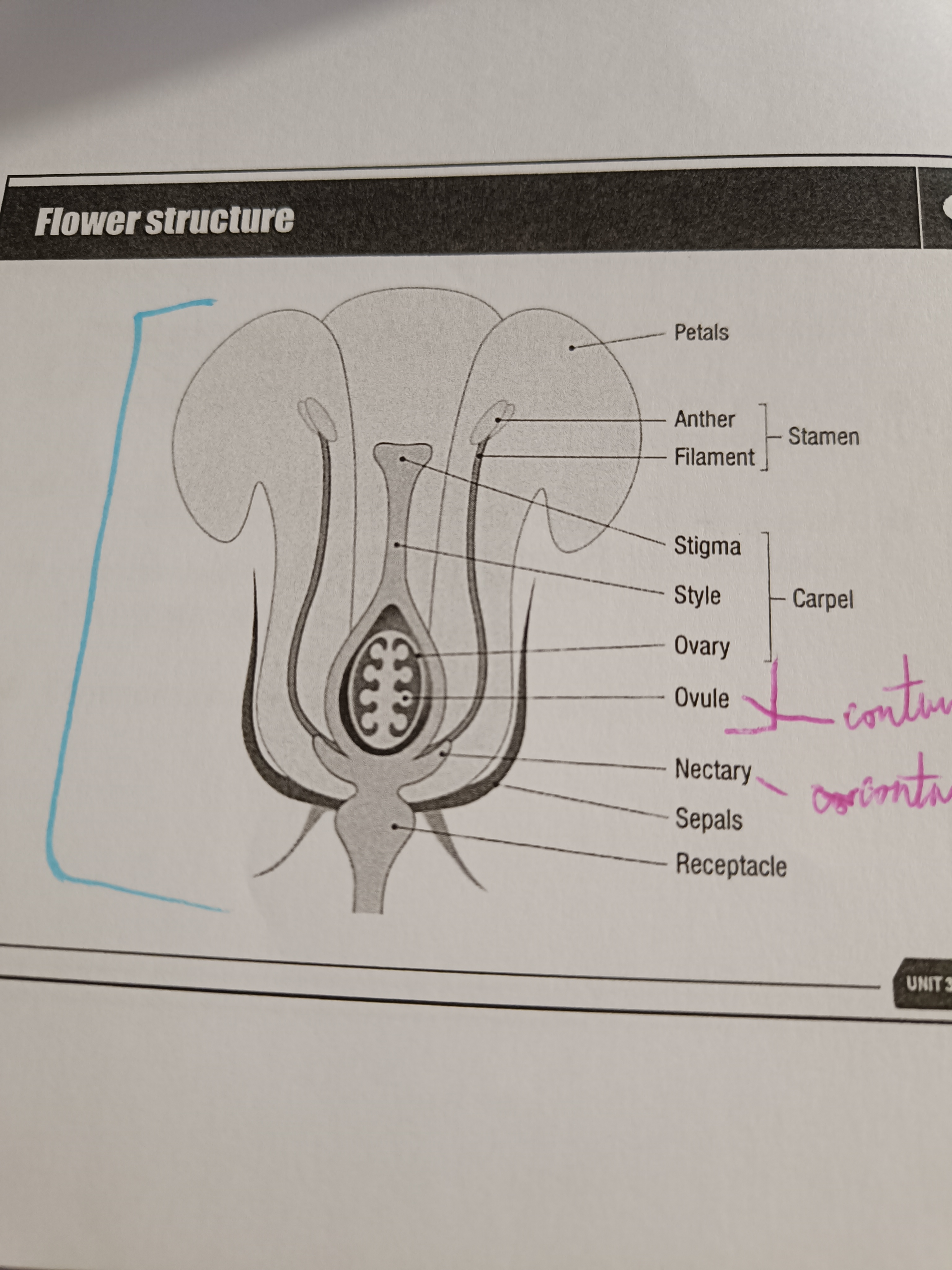 knowt flashcard image