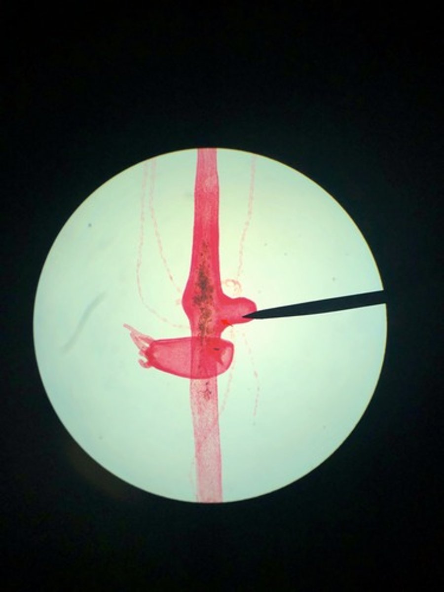 <p>name/phylum/subphylum/class</p>
