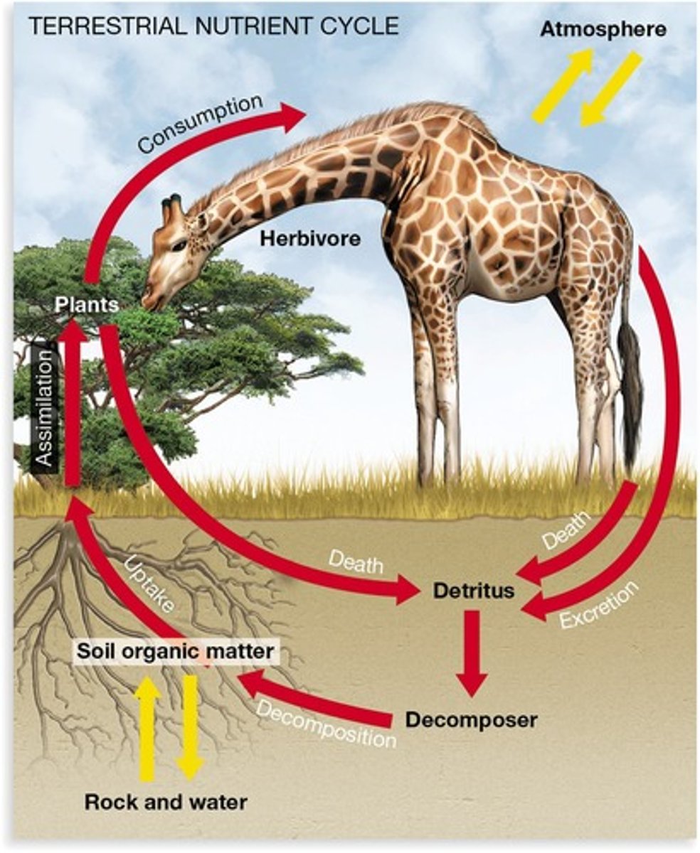 <p>Movement of nutrients through ecosystems.</p>