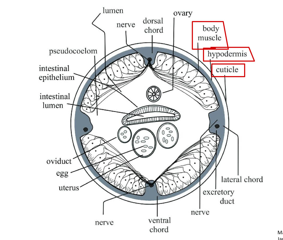 <ul><li><p>body wall</p><ul><li><p>collagen</p></li><li><p>covers entire body surface + lines openings.</p></li></ul></li><li><p>hypodermis</p><ul><li><p>formation of cuticle during molting </p></li><li><p>morphology used in classification </p><ul><li><p>cellular→ class adenophorea</p></li><li><p>syncytial→ class secernentea </p></li></ul></li></ul></li><li><p>muslce layer beneath hypodermis </p></li></ul><p></p>