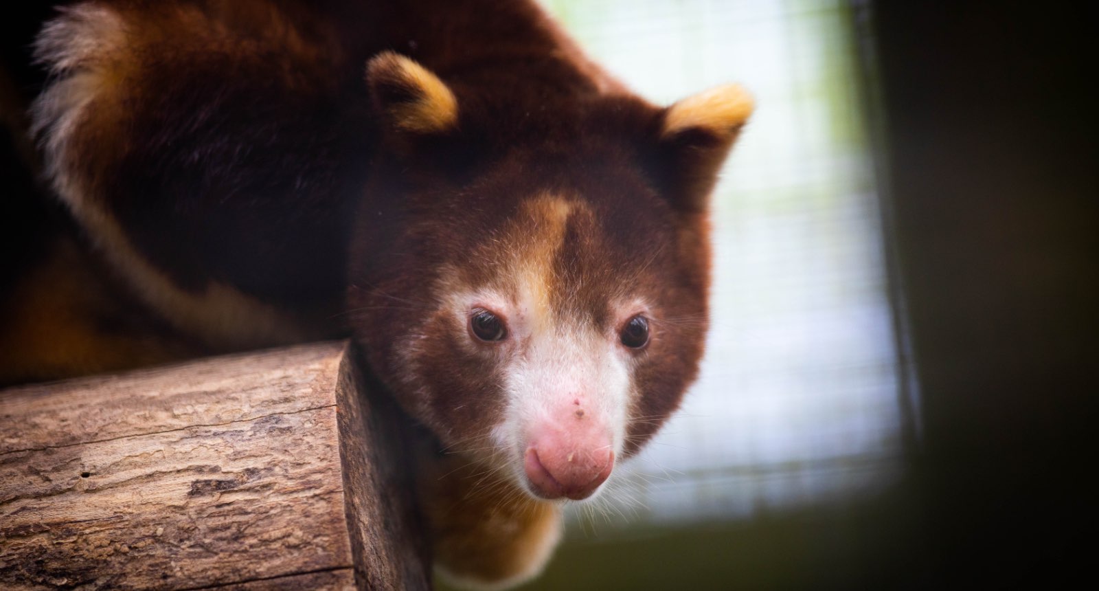Matschie's tree kangaroo