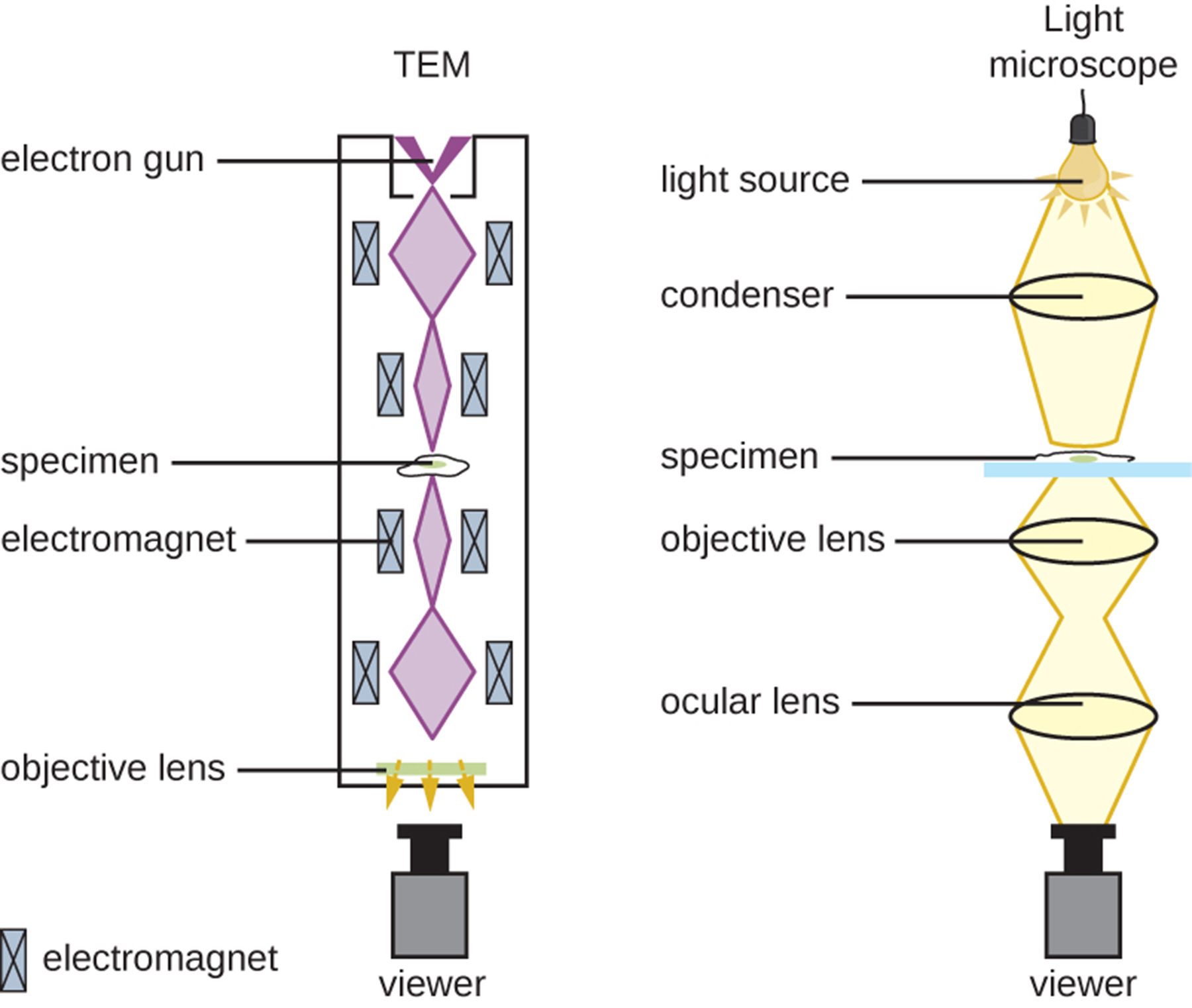 <p><strong>Q: How thick must a specimen be for TEM?</strong></p>