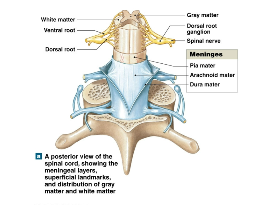 <p>What are the three meningeal layers of the spinal cord, and what are their functions?</p>