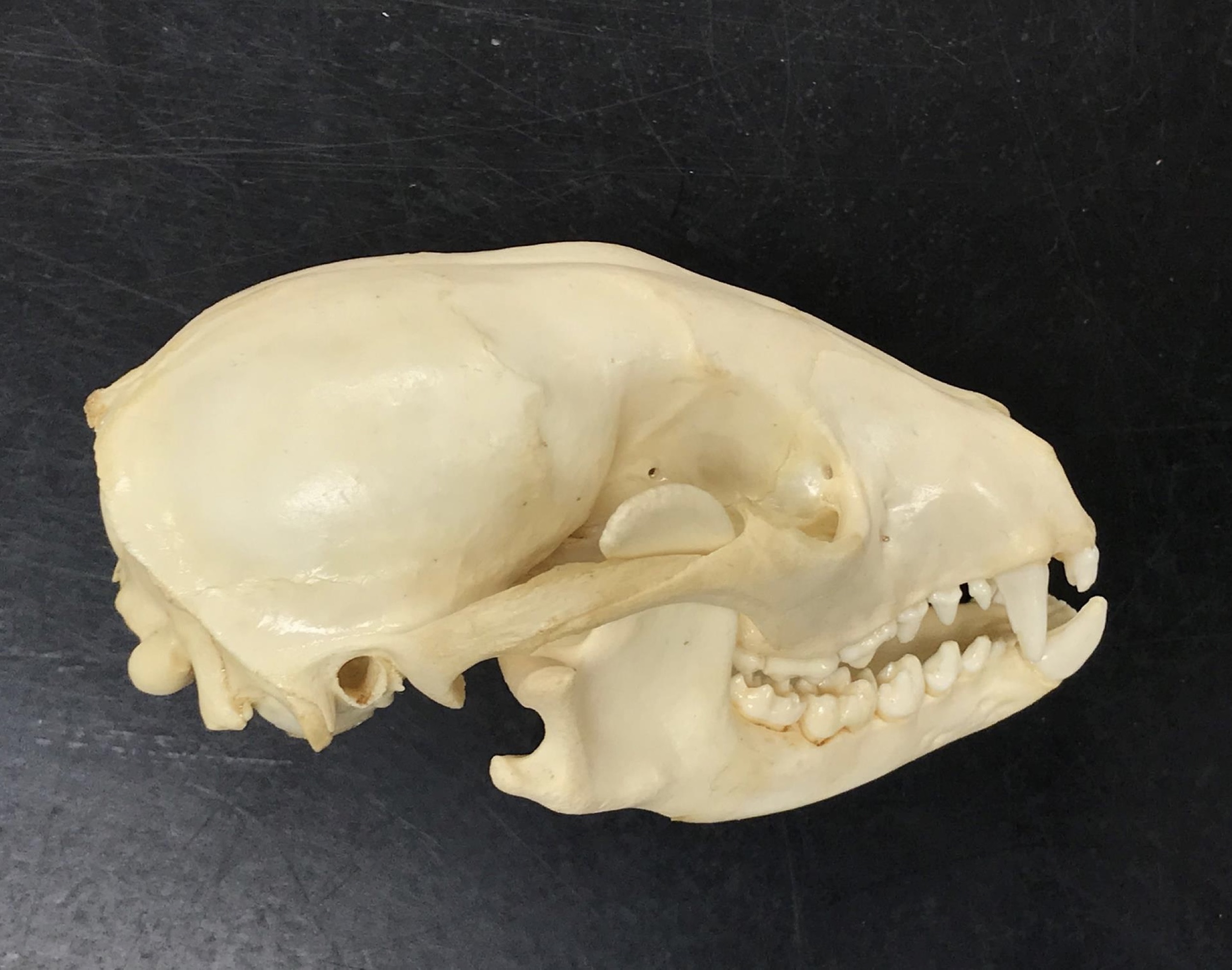 <p>What mammal does this skull belong to?</p>