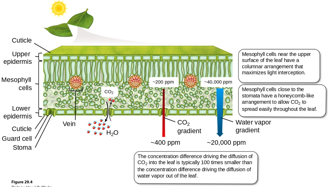 <p>photosynthesis</p>