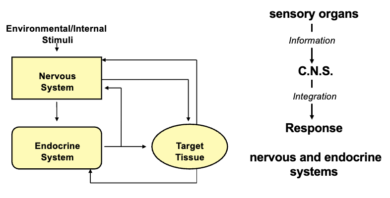 <ul><li><p>Any changes that happen are detected by various receptors through the neuronal system that then provide the sensory organs with information</p></li><li><p>The nervous system controls rapid activities; the endocrine system regulates the slower functions</p></li></ul><p></p>