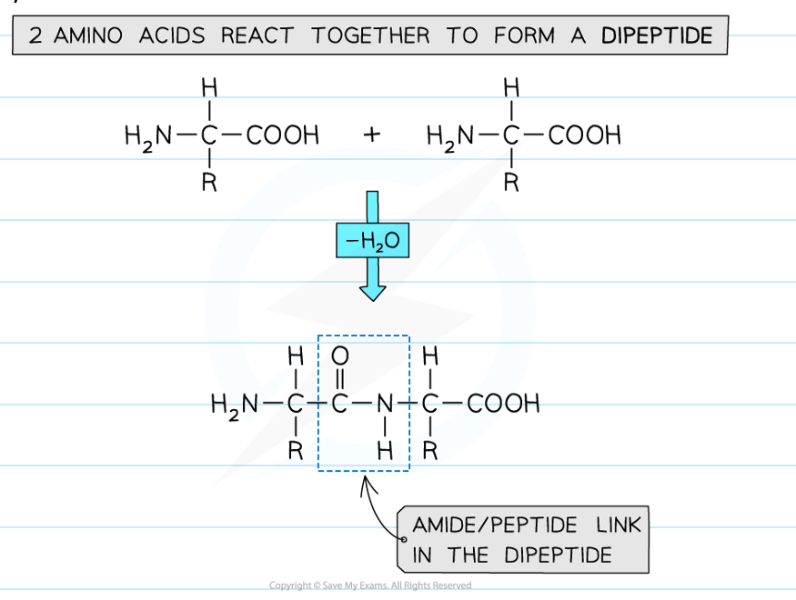 <ul><li><p>polymerising 2 amino acids together </p></li><li><p><span>The amine group (-NH2) and acid group (-COOH) of each amino acid is used to polymerise with another amino acid</span></p></li></ul><p></p><p></p>