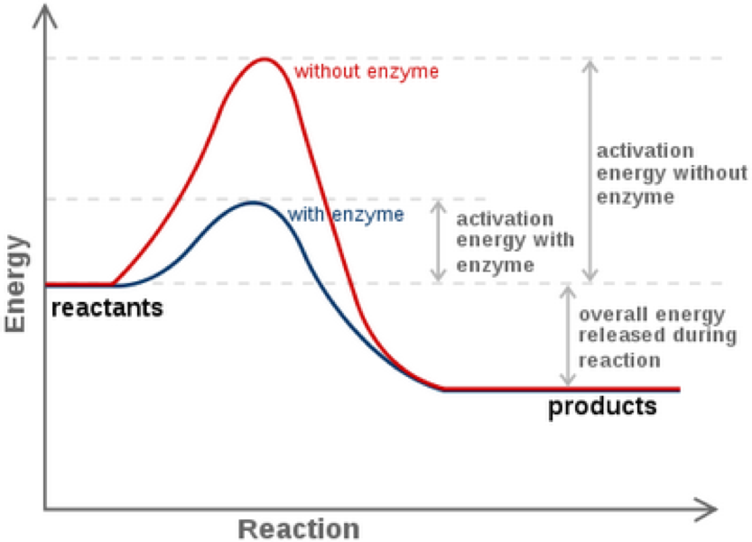 <p>Explain and illustrate enzyme impact on the rate of reactions</p>