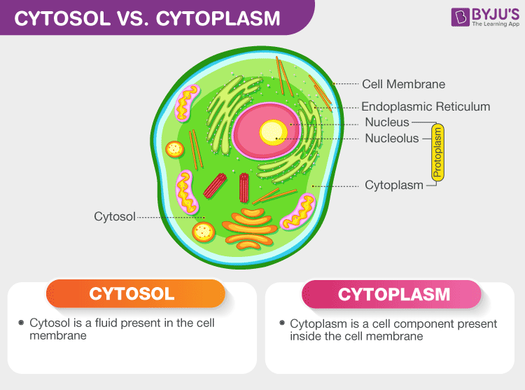 <p>Contents of the main compartment of the cytoplasm, <strong>excluding </strong>membrane-enclosed organelles such as the endoplasmic reticulum and mitochondria. Also used to refer to the cell fraction remaining after membranes, cytoskeletal components, and other organelles have been removed.</p><ul><li><p><span><span>specifically the fluid-like, jelly-like substance </span></span><em>within</em><span><span> the cytoplasm that surrounds these organelles.</span></span></p></li><li><p><span><span>is in constant motion (not static!)</span></span></p></li></ul><p></p>