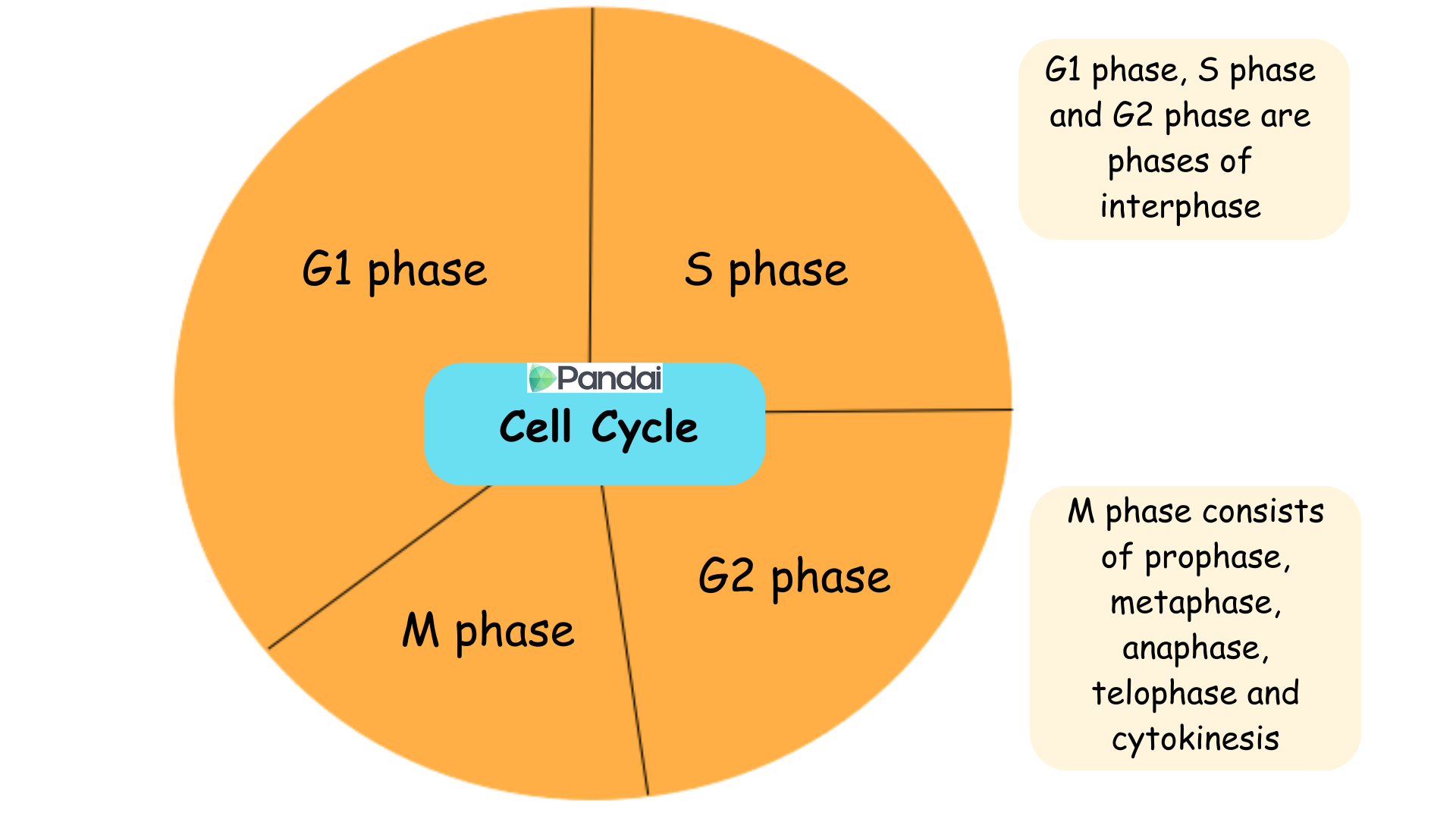 <ul><li><p><span>The cell cycle refers to the sequence of events that involves DNA multiplication and cell division to produce two daughter cells.</span></p></li><li><p><span>The cell cycle consists of interphase and M phase.</span></p></li><li><p><span>Interphase is the longest phase in the cell cycle.</span></p></li><li><p><span>This phase is made up of the G1, S and G2 phase.</span></p></li></ul><p></p>