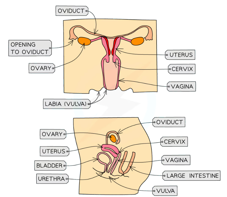<p><strong><mark data-color="#861269" style="background-color: #861269; color: inherit">Oviduct (Fallopian Tube)</mark> = </strong>Connects the <strong><mark data-color="#a910a8" style="background-color: #a910a8; color: inherit">ovary</mark></strong> to the <strong><mark data-color="#3d0e98" style="background-color: #3d0e98; color: inherit">uterus</mark></strong>, and helps push the ovum (the egg cell) released during <strong><em>ovulation</em></strong> to the uterus.<br><br><strong><mark data-color="#a910a8" style="background-color: #a910a8; color: inherit">Ovary </mark>= </strong>Found in between the pelvis, <strong>releases hormones like estrogen and progesterone, which regulate the menstrual cycle</strong> (think of the ultrasound examination)<br></p><p><strong><mark data-color="#3d0e98" style="background-color: #3d0e98; color: inherit">Uterus </mark>= </strong>A muscular organ with a soft lining <strong>where the fertilized egg implants and develops into a fetus</strong><br><br><strong><mark data-color="#c52152" style="background-color: #c52152; color: inherit">Cervix </mark></strong>= A muscular ring at the lower end of the uterus; It <strong>stays closed during pregnancy to keep the developing fetus in place</strong>, but <strong>dilates after childbirth</strong>.<br><br><strong><mark data-color="#990e37" style="background-color: #990e37; color: inherit">Vagina </mark></strong>= A muscular tube that leads inside the body, and <strong>receives sperm </strong>during intercourse. The <strong>vagina is the birth canal during childbirth</strong><br><br><strong><mark data-color="#97990e" style="background-color: #97990e; color: inherit">Vulva </mark></strong>= Includes the <strong><em>labia, clitoris, and hymen</em></strong>, which <strong>protect the internal reproductive organs</strong> and are involved in sensations during sexual intercourse</p>