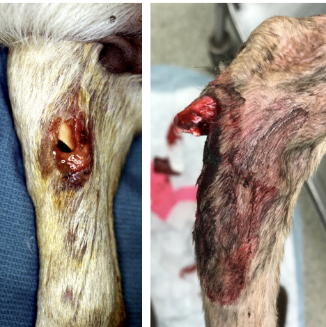 <p><span>The wound is greater than 2cm, typically caused by external trauma (outside to inside).&nbsp;</span><br><br><span>There's mild to moderate soft tissue damage&nbsp;and a simple or comminuted fracture pattern with mild contamination.</span></p>