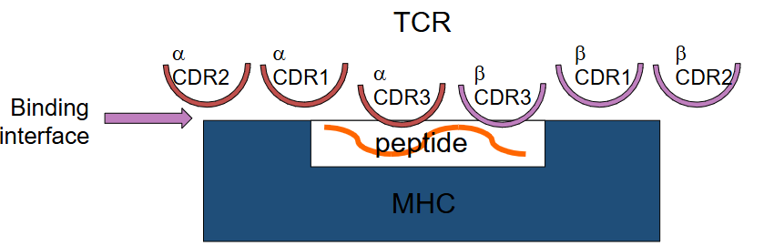 <p>What is MHC restriction?</p>