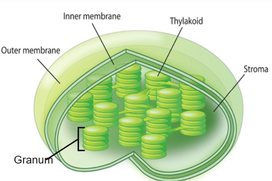 <p>Within the cells of the leaf</p><ul><li><p>Outer membrane</p></li><li><p>Inner membrane</p></li><li><p>Thylakoid membrane, folded to form thylakoids</p></li><li><p>Thylakoids are arranged in stacks called grana.</p></li></ul><p>Chlorophyll and other pigments involved in photosynthesis are embedded in the thylakoid membrane.</p>