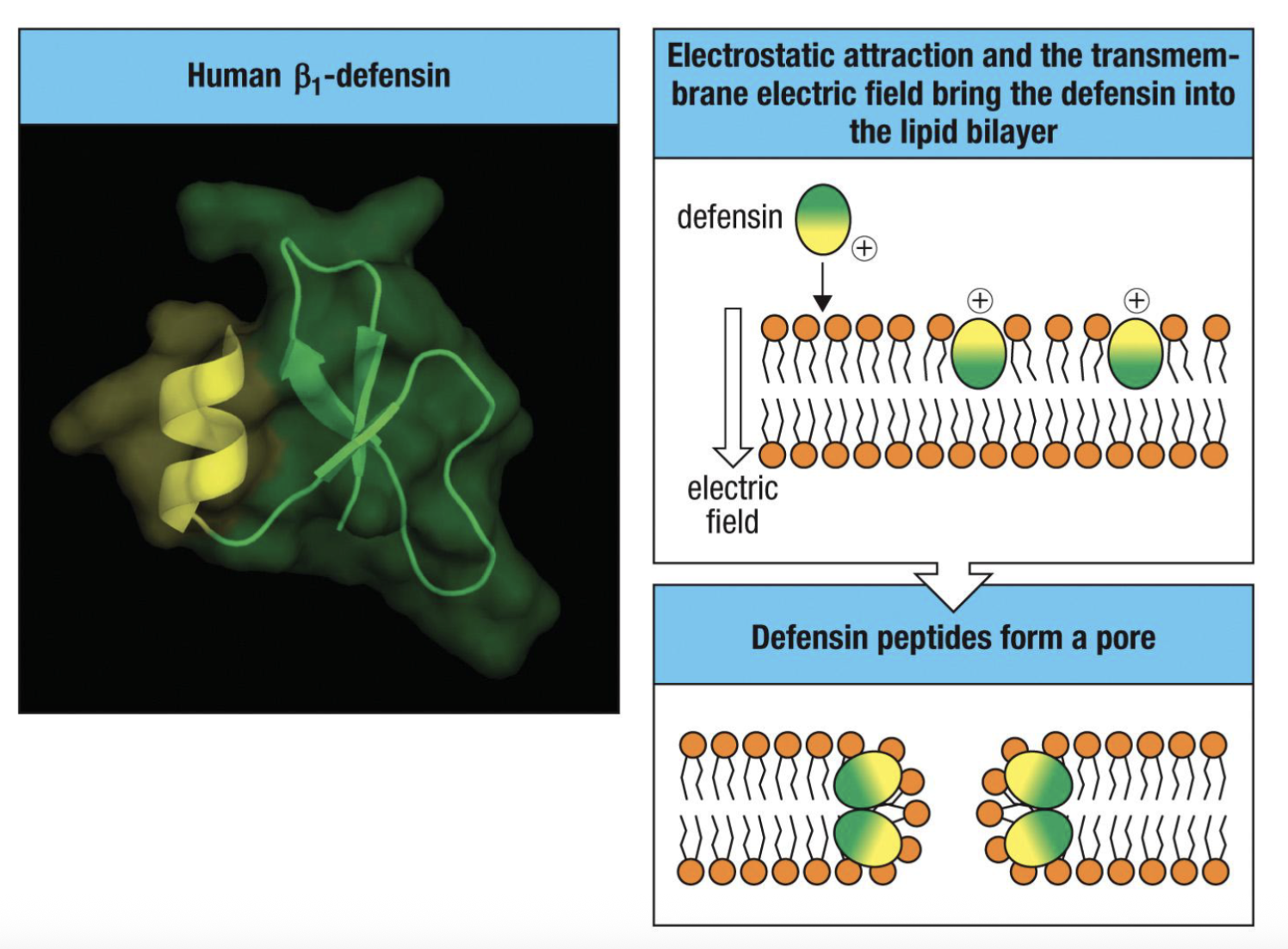 <p>skin/mucosa</p><p>disrupts pathogen’s membranes and kills them (bac, fungi, viruses, parasites) secretion of defensins is also induced by PRR signalling</p><p>defensins form a pore and that leads to influx of water and the cell is lysed</p>