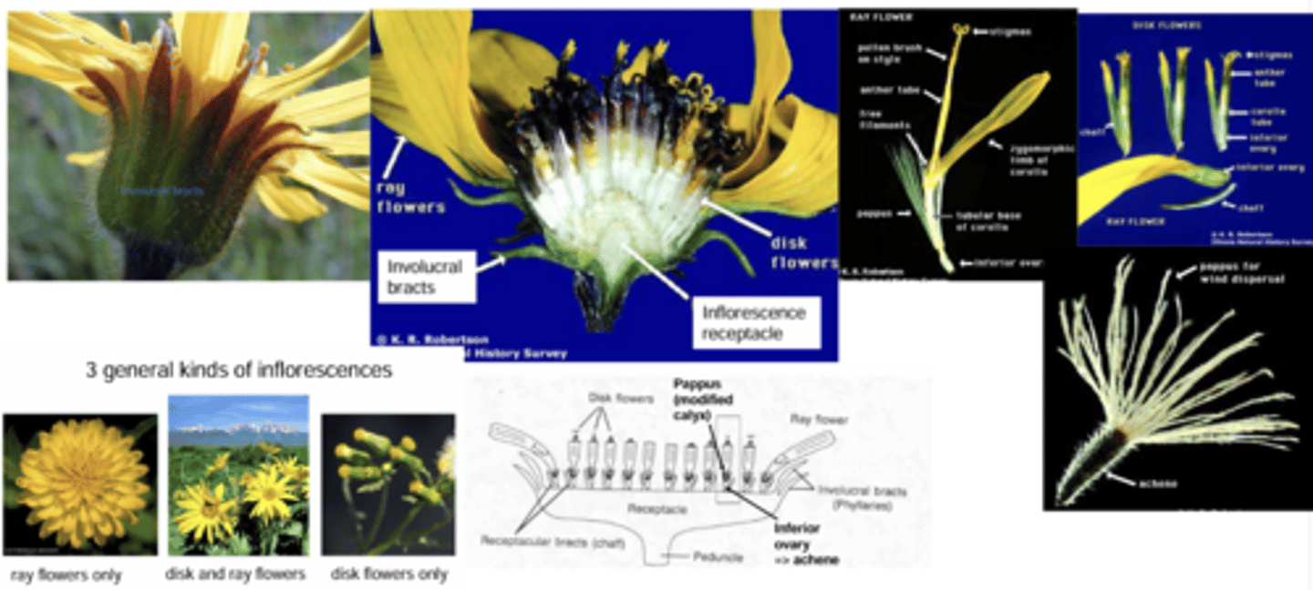 <p>What family has these characteristics?</p><p>Inflorescence = a head with involucral bracts (head made up of many flowers, bracts on bottom). </p><p>3 kinds of inflorecences: </p><p>- Ray flowers only </p><p>- Disk and Ray Flowers </p><p>- Disk flowers only </p><p>2 general kinds of flowers within composite heads: </p><p>- disk flowers (radially symmetric, in center)</p><p>- ray flowers (irregular, often sterile Involucral bracts = “petals” but an entire flower)</p><p>Fruit = Achene </p><p>(often a achenes per flower with many pappus) </p>
