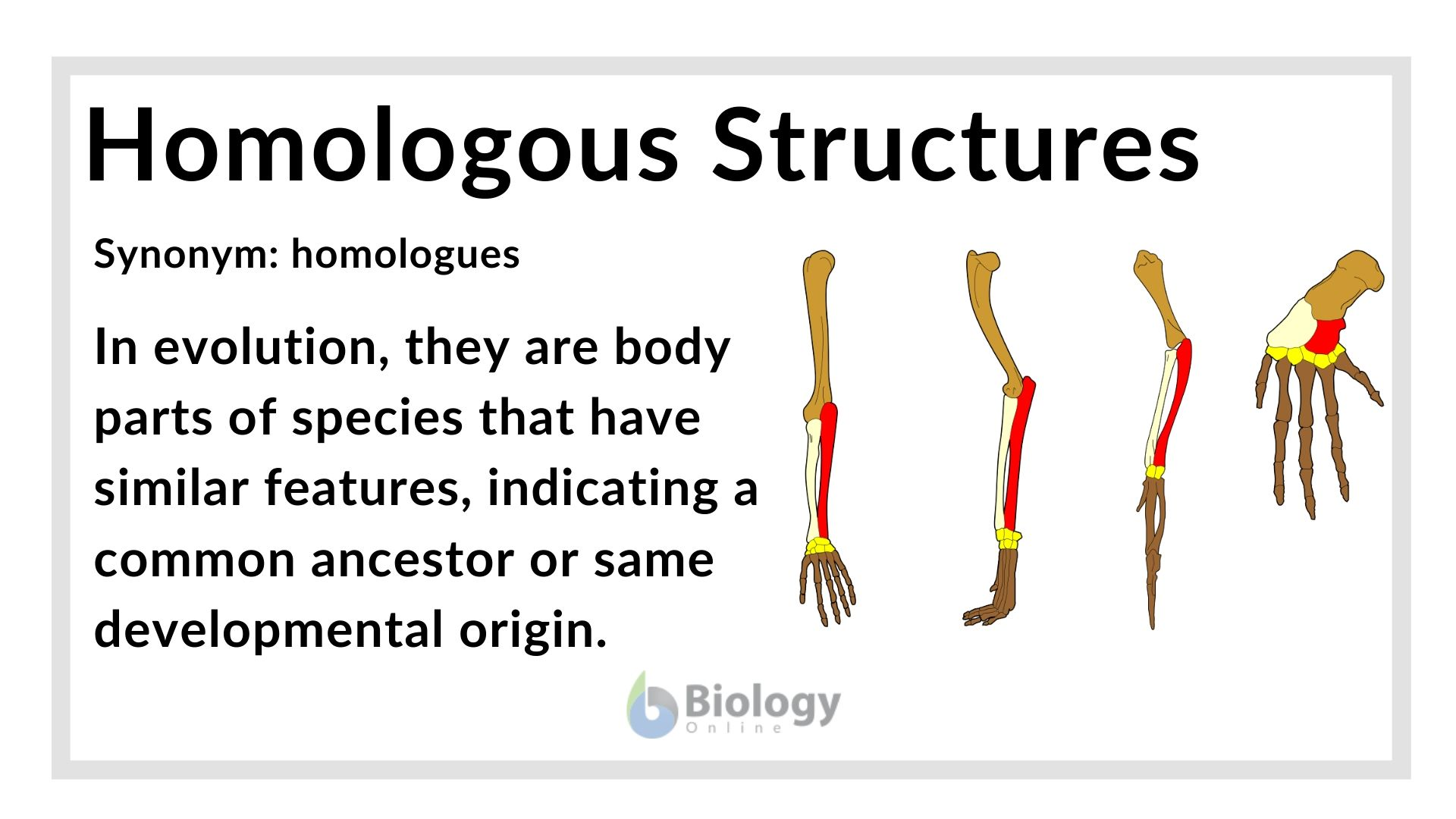 <p>Structures within body that are similar to other species, form of comparative anatomical evidence.</p>