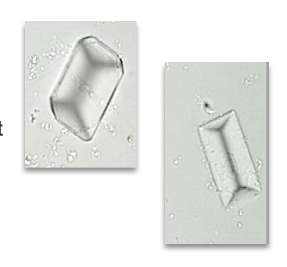 <ul><li><p class=""><strong>Appearance</strong>: Colorless, prism-shaped ("coffin lid"); may appear feathery as they dissolve</p></li><li><p class=""><strong>pH</strong>: Alkaline urine</p></li><li><p class=""><strong>Solubility</strong>: Soluble in acetic acid</p></li><li><p class=""><strong>Polarized Light</strong>: Birefringent</p></li><li><p class=""><strong>Formation</strong>: Common in alkaline urine due to bacteria that split urea into ammonia &amp; CO₂</p></li></ul><p class=""><strong>Contextual Note</strong>:<br>Often seen in urinary tract infections; appearance can vary—classic coffin-lid crystals may shift to feather-like shapes as they dissolve.</p><p class=""></p>