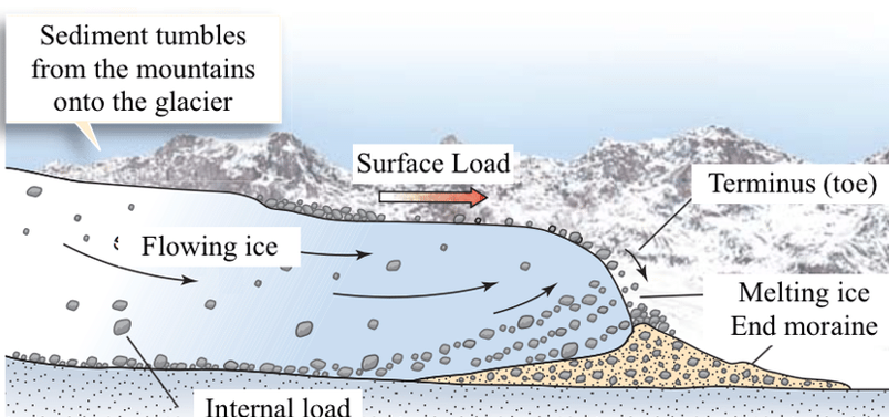 <p>They can transport virtually and grainsize</p><p>→ as material that has fallen via gravity processes on to the top of the glacier</p><p>→ by melting anf freezing then ‘plucking’ rocks from the interface of the glacier</p><p>→ pulverising rock</p><p>→ pushing sediment infront of the glacier during growth episodes</p>