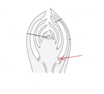 knowt flashcard image