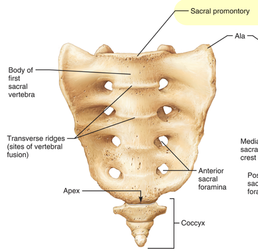 <p>Where does the first sacral vertebrae bulge into the pelvic cavity?</p>