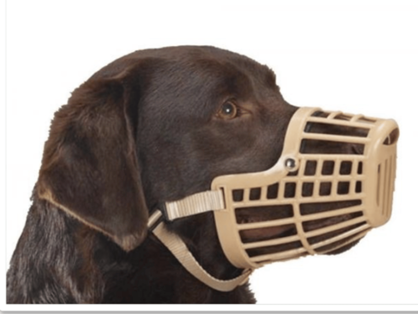 <p>how do we put on a muzzle?</p>