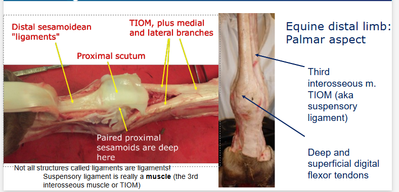 <p>Key point - not actually a ligament, it’s a muscle however it contains so few muscle fibres it looks like a ligament</p>
