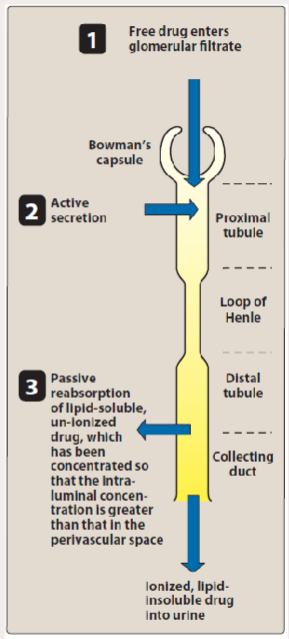 <p>• Glomerular Filtation</p><p>• Active Tubular Secretion</p><p>• Passive Reabsorption across Tubular Epithelium</p>
