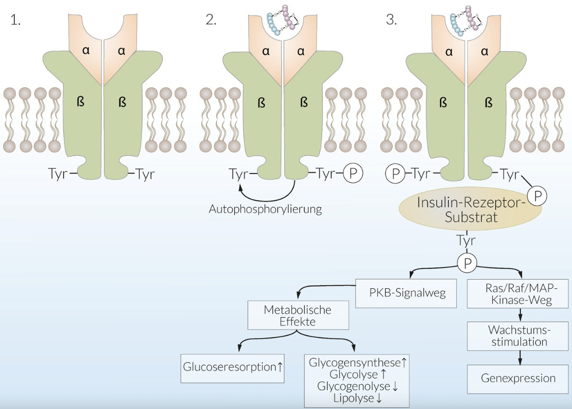 <p>B. The insulin receptor</p>